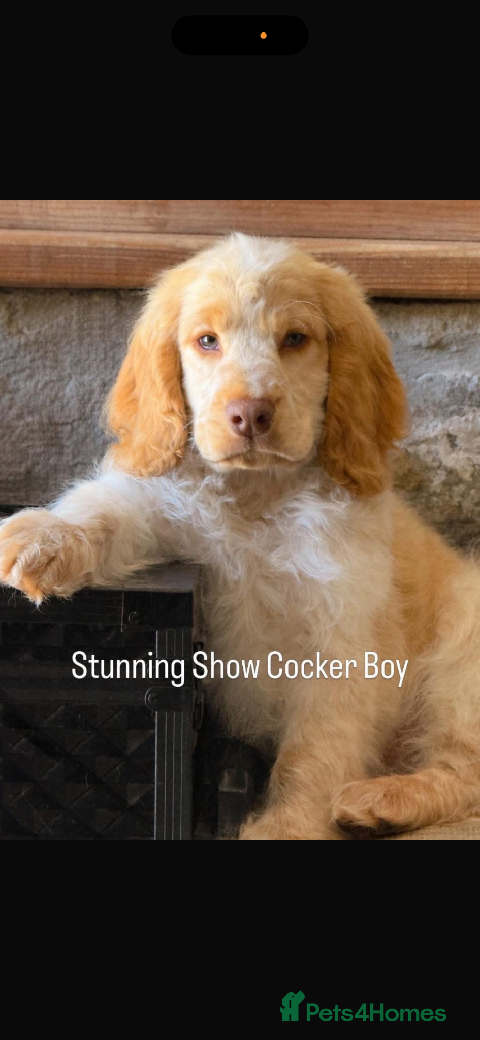 Cocker Spaniel dogs Stunning Show Cocker Spaniels  ready now  - Advert 1