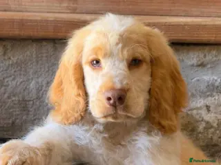 Cocker Spaniel dogs Stunning Show Cocker Spaniels ready now - Advert 1