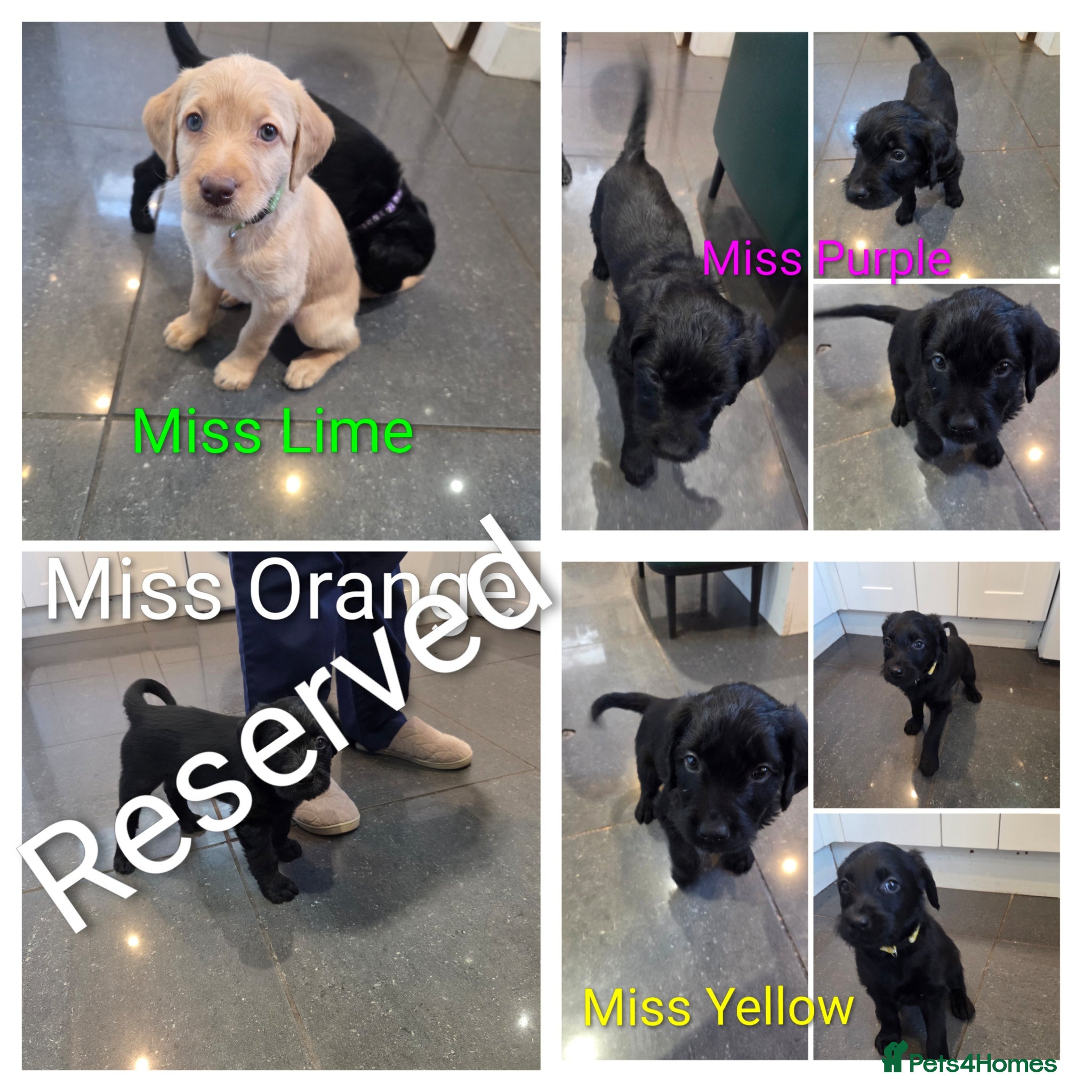 Labradoodle dogs Ready 5th April Final Three-Labradoodle Puppies  - Advert 2