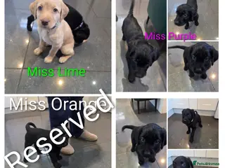 Labradoodle dogs Ready 5th April Final Three-Labradoodle Puppies - Advert 2