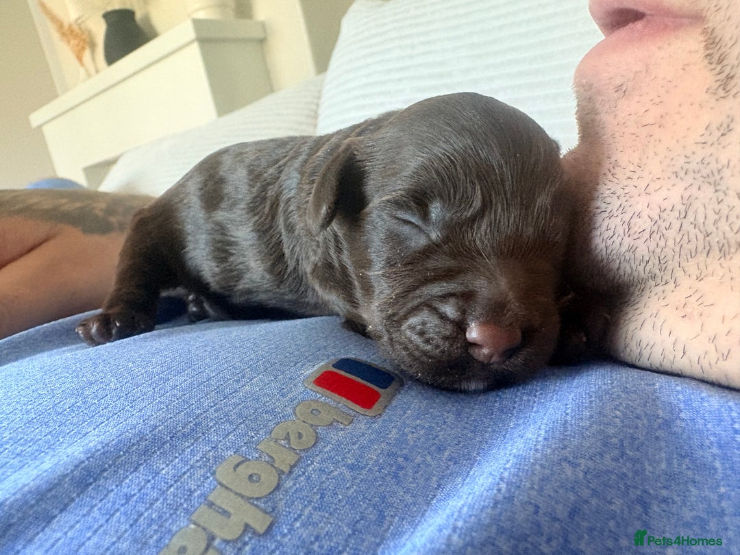 Cockapoo dogs for sale: F2 cockerpoo puppies  - Advert 15