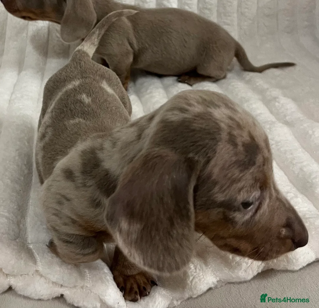 Miniature Dachshund dogs for sale: Stunning Isabella mini dachshund puppies - Advert 15