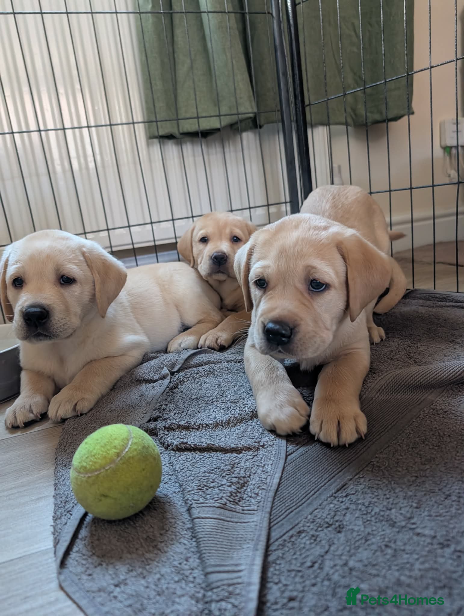 Labrador Retriever dogs KC Registered Yellow Labrador Puppies - Advert 2