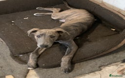 Lurcher dogs for sale: Collie Whippet grey x bull greyhound  - Image 13