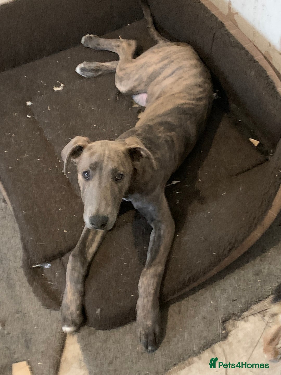 Lurcher dogs for sale: Collie Whippet grey x bull greyhound  - Image 13