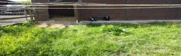 Goats livestock for sale: Pygmy goat kids (debudded) for sale  - Advert 3