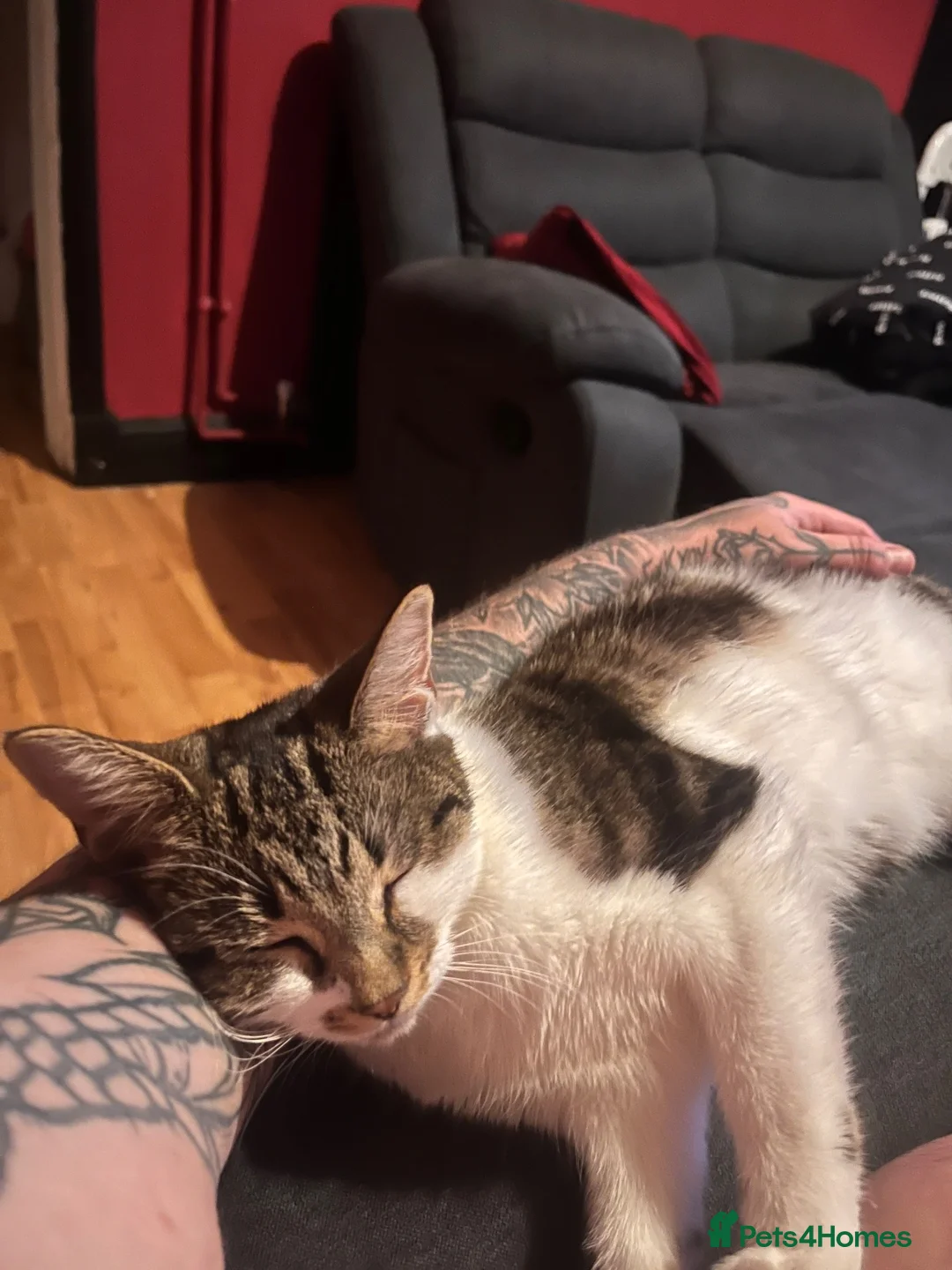 Mixed Breed cats for sale: Ella + Tilly  - Advert 2