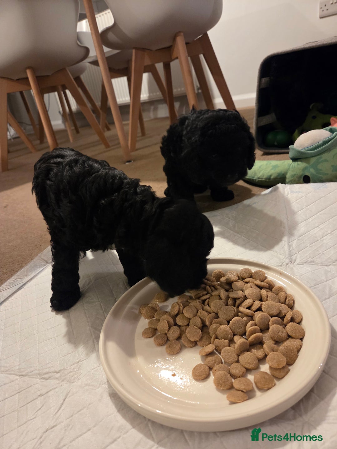 Cockapoo dogs for sale: Cockapoo Puppies  - Advert 15