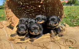 Rottweiler dogs for sale: Rottweiler chapmpion bloodline - Image 6