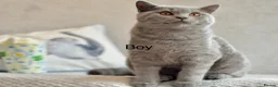 British Shorthair cats for sale: Beautiful paws*GB 😻 - Advert 3