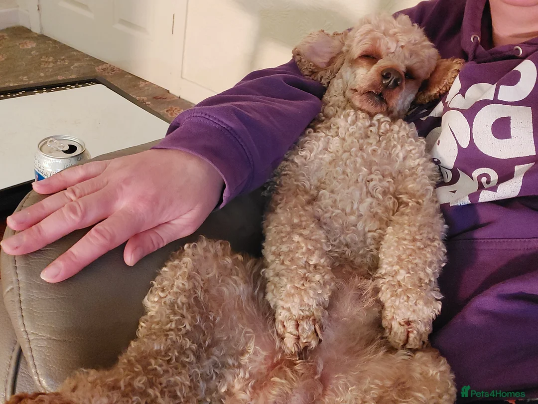 Miniature Poodle dogs for stud: KC Reg Red Miniature Poodle for stud in Preston - Advert 12