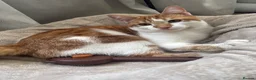 Domestic Shorthair cats for sale: 8 mo MALE domestic ginger/white kitten in London - Advert 2