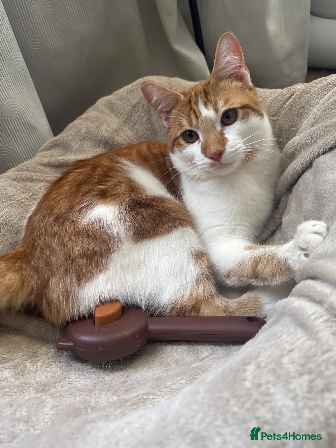 Domestic Shorthair cats for sale: 8 mo MALE domestic ginger/white kitten in London - Advert 2