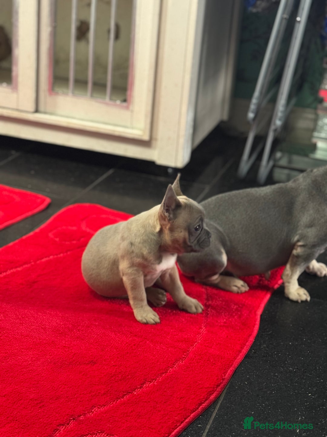 French Bulldog dogs for sale: Last girl left  - Advert 4