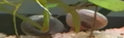 Snails fish for sale: Ramshorn snails in Crawley - Advert 3