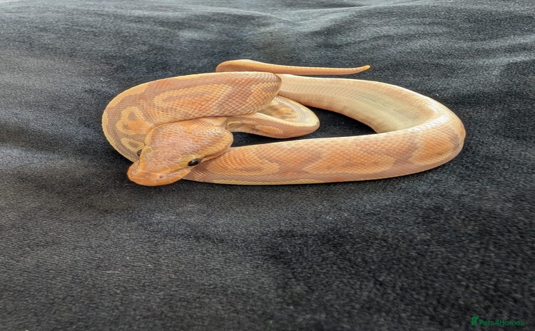 Python Snake reptiles - Advert 10