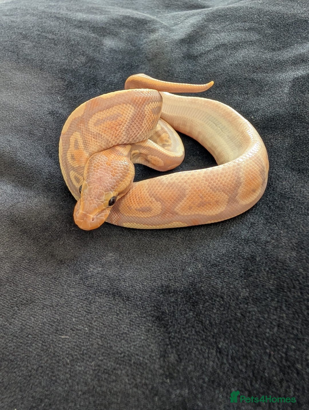 Python Snake reptiles for sale: Baby ball python - Image 1