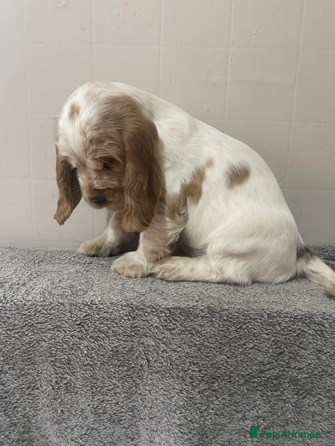Cocker Spaniel dogs for sale: ‘Show Type’ Cocker Spaniel Puppies. KC Registered. - Advert 31
