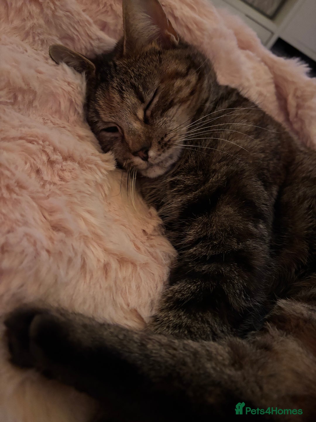 Bengal cats for sale: 2 year old cat rehome  - Image 3
