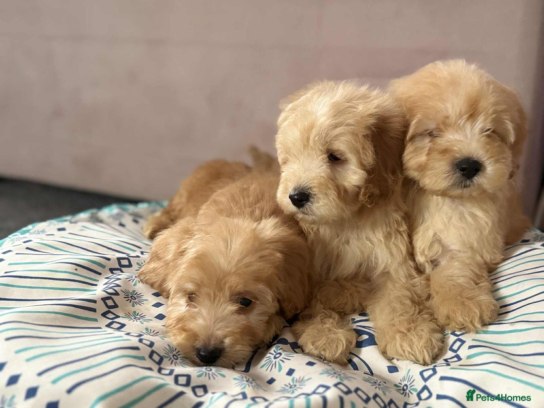 Cockapoo dogs for sale: Outstanding puppies  - Image 8