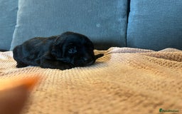 Mixed Breed dogs for sale: 3/4 lab 1/4 collie puppies  in Whitby - Image 28
