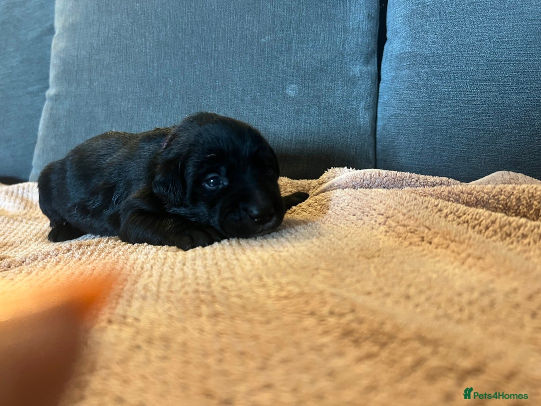 Mixed Breed dogs for sale: 3/4 lab 1/4 collie puppies  in Whitby - Image 28