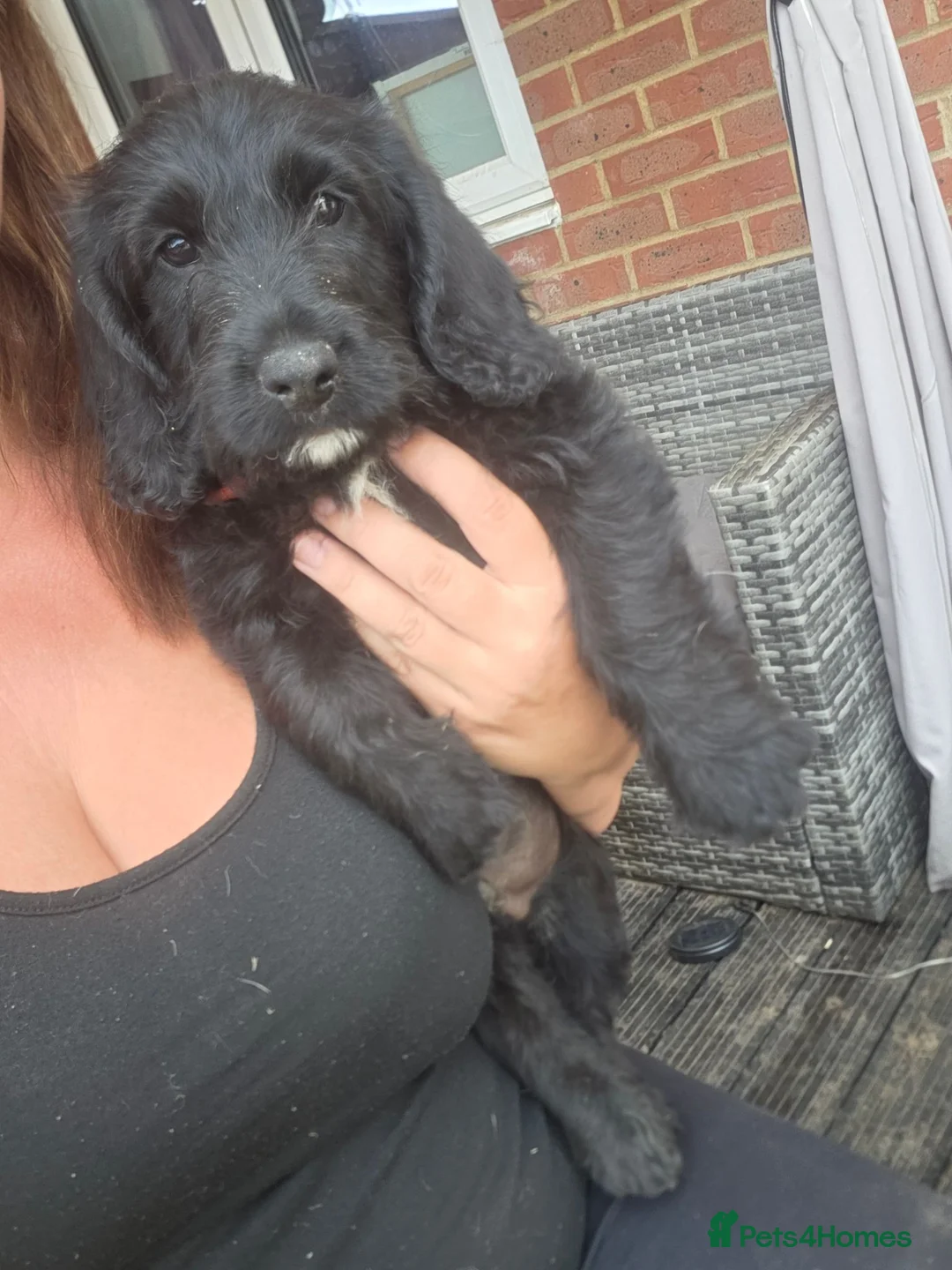Labradoodle dogs for sale: Miniature labradoodle boys - Advert 5