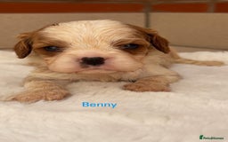 Cavalier King Charles Spaniel dogs for sale: Cavalier King Charles puppies  - Image 4