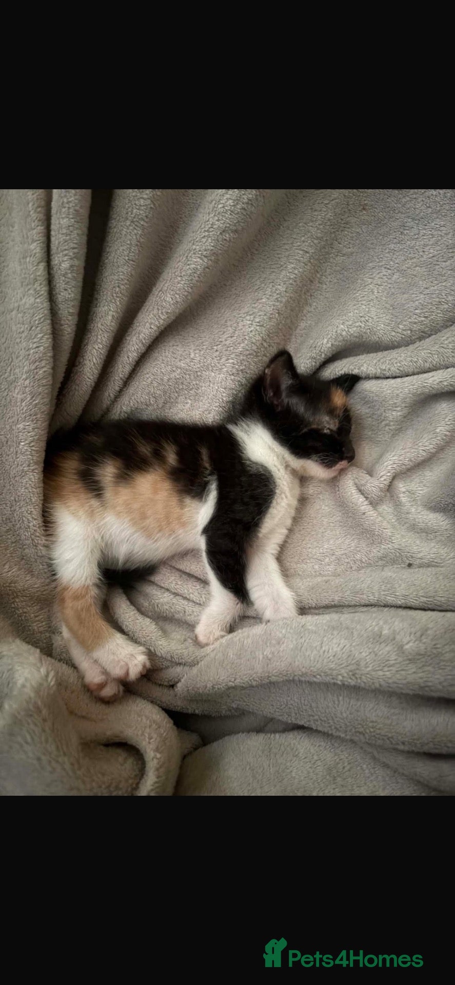 British Shorthair cats 💔 TINY BABIES WITH NO MUM 💔 - Advert 3