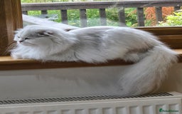 Scottish Fold cats for sale: Scottish fold long hair  - Image 3