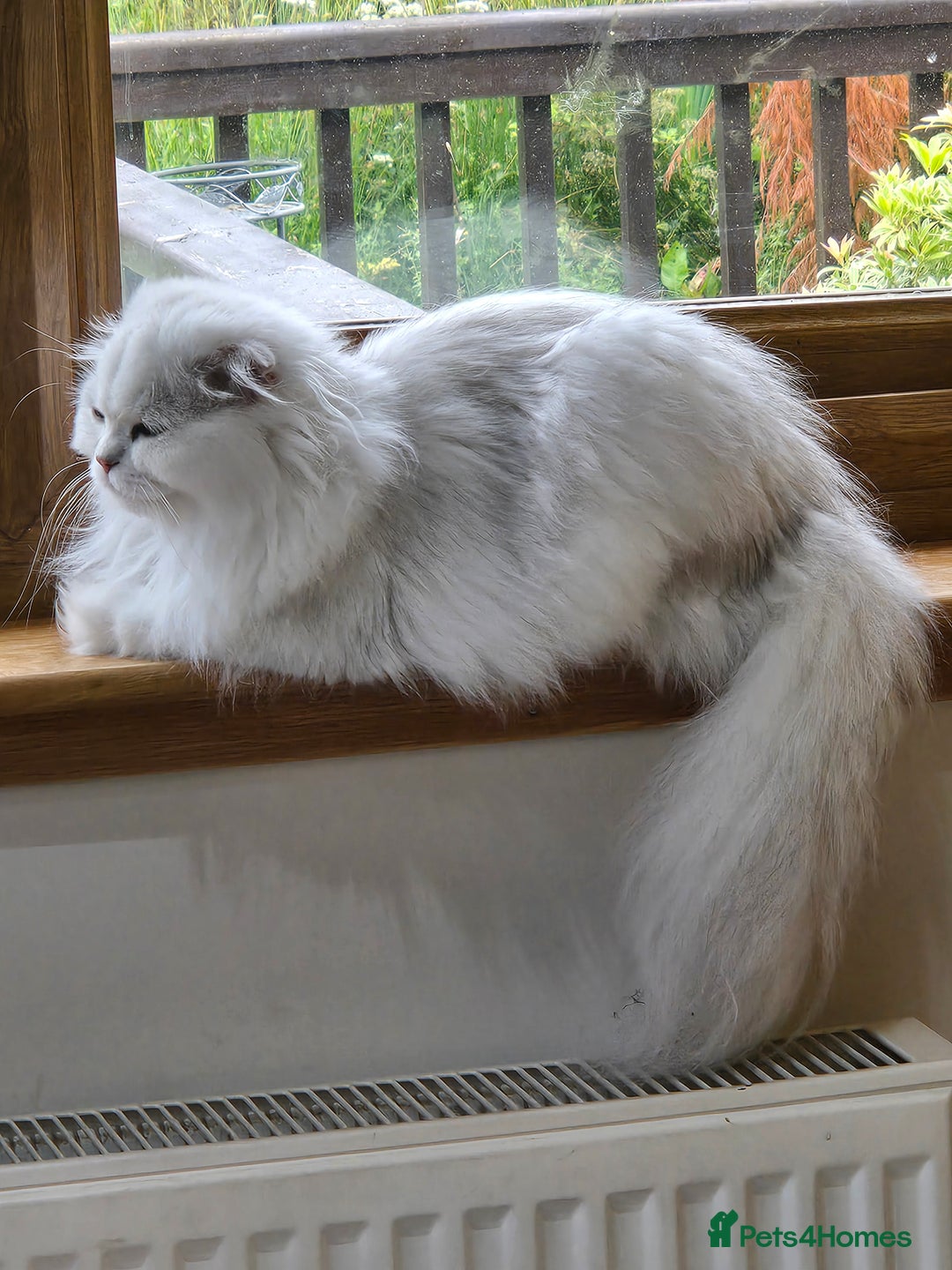 Scottish Fold cats for sale: Scottish fold long hair  - Image 3