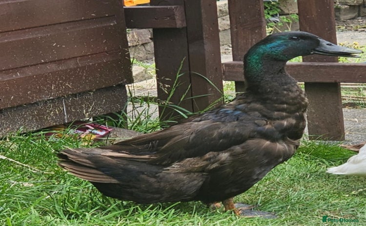 Ducks poultry - Advert 4