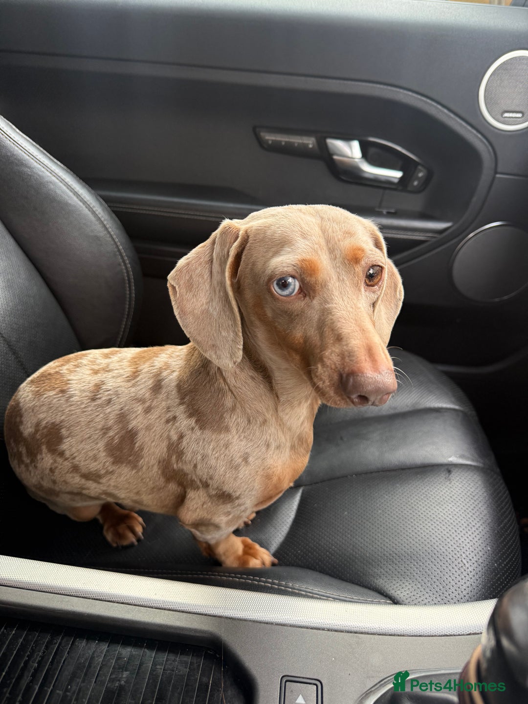 Miniature Dachshund dogs for stud: BENTLEY miniature Isabella & tan dapple dachshund  - Advert 5