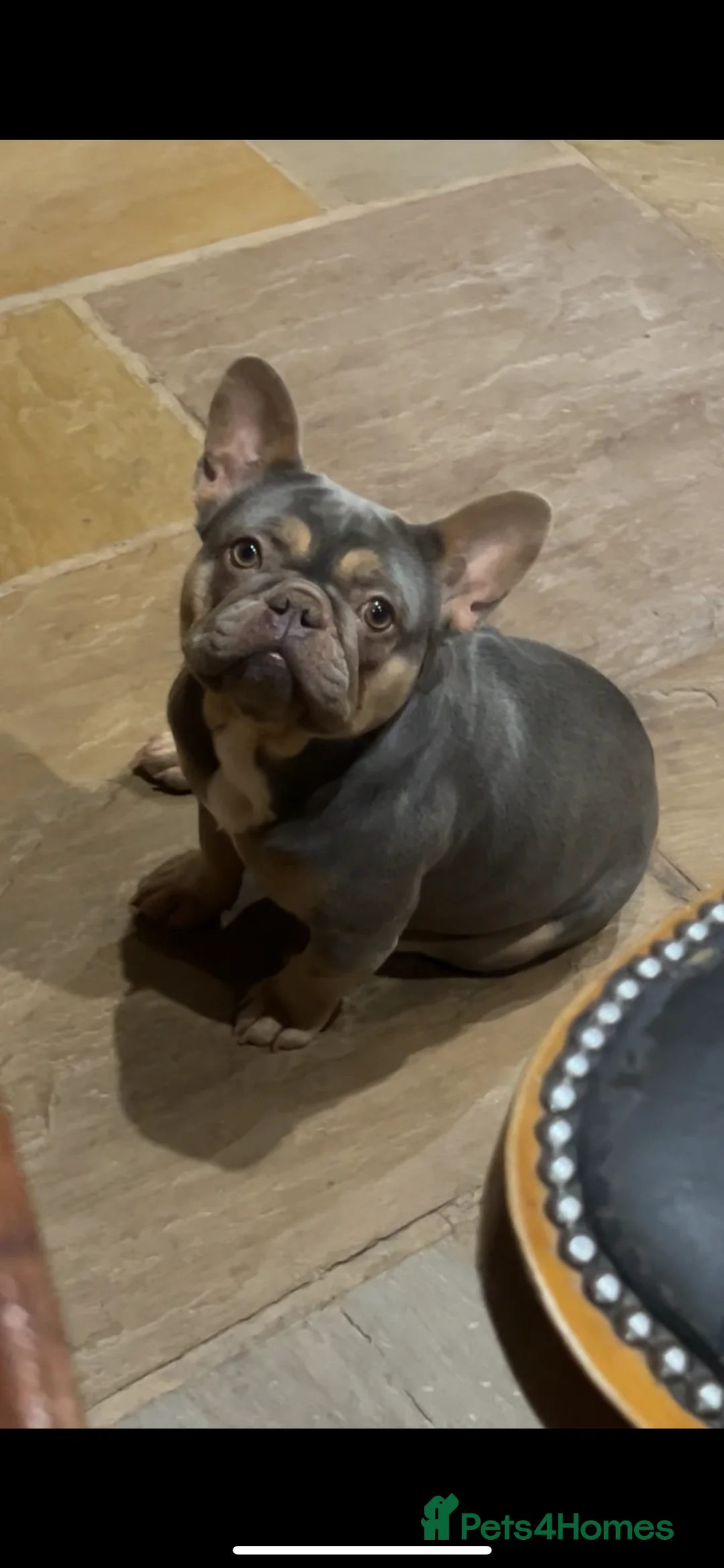 French Bulldog dogs for sale: Fluffy Lilac and cherry tan french bulldogs - Advert 6