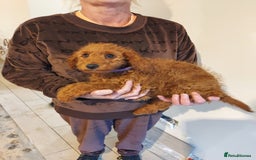 Cockapoo dogs for sale: 🐾 REDUCED Gorgeous Cockapoo Puppies Ready now 🐾  - Image 3