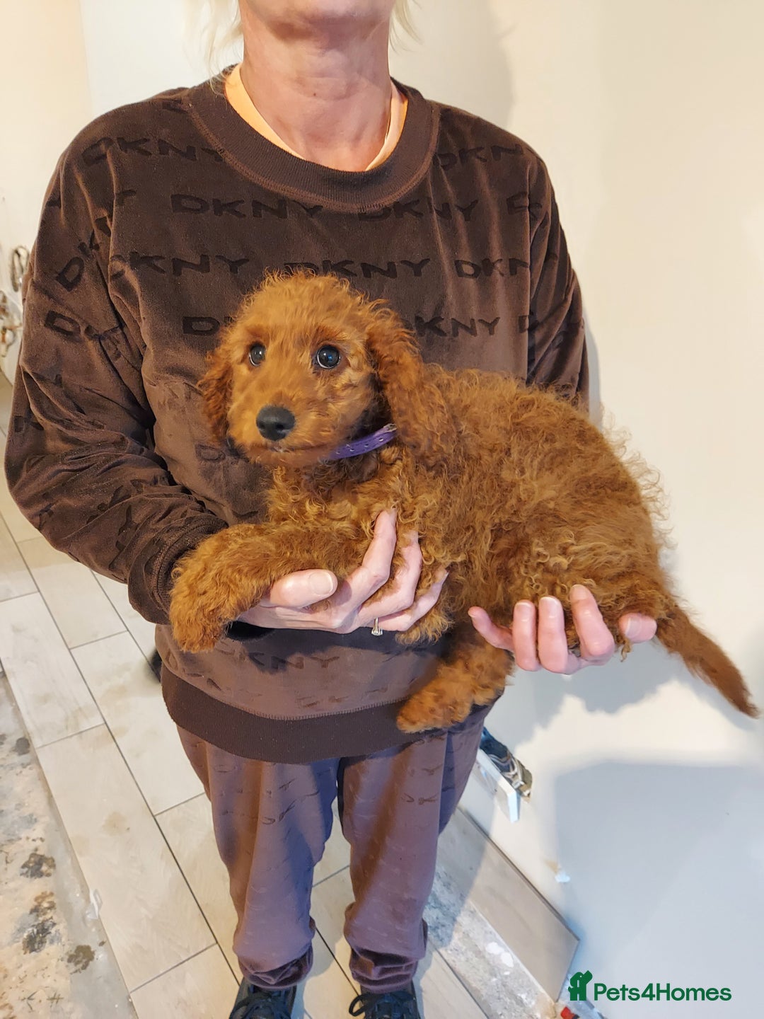 Cockapoo dogs for sale: 🐾 REDUCED Gorgeous Cockapoo Puppies Ready now 🐾  - Image 3