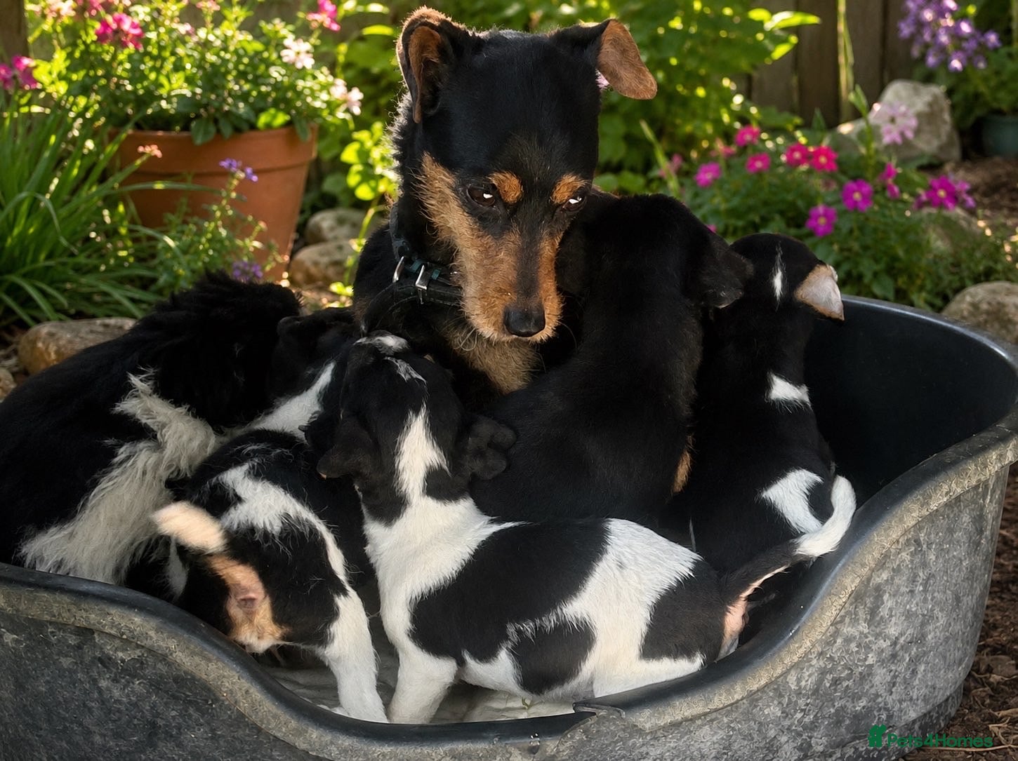 Mixed Breed dogs Jack Russell puppies  - Advert 13