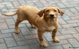 Labrador Retriever dogs for sale: Health Tested Working Labradors  - Image 27