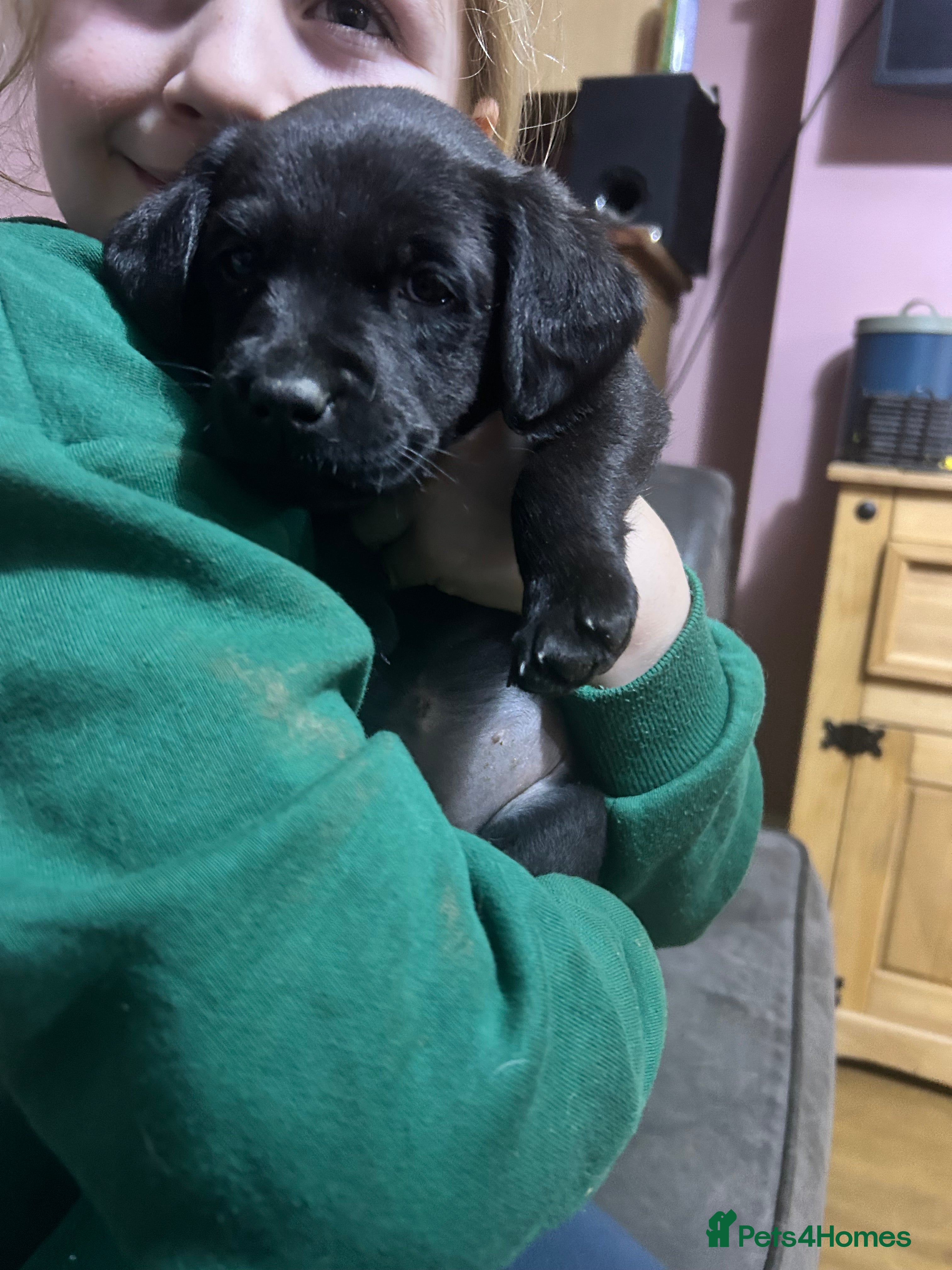 Labrador Retriever dogs KC Registered, Health Tested Labradors  - Advert 4