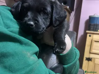 Labrador Retriever dogs KC Registered, Health Tested Labradors - Advert 4