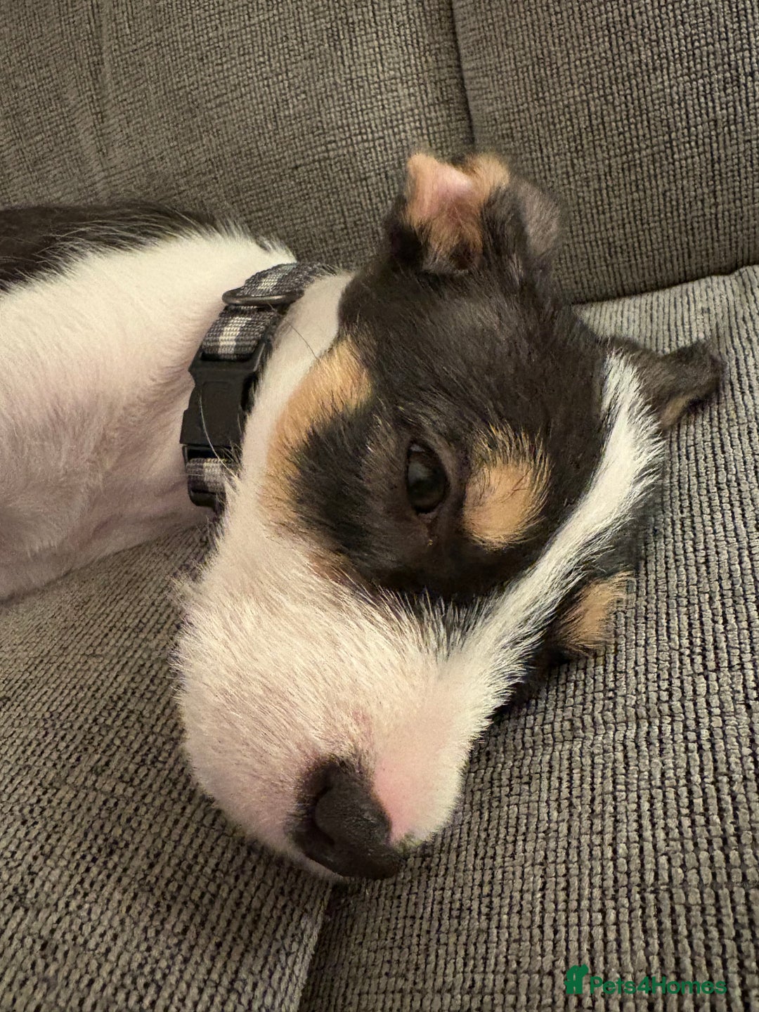 Mixed Breed dogs for sale: LabXlurcher male pup - Advert 1