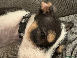 Mixed Breed dogs for sale: LabXlurcher male pup - Advert 1