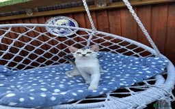 Abyssinian cats for sale: Pedigree Silver Abyssinian kittens left 1 female - Image 5