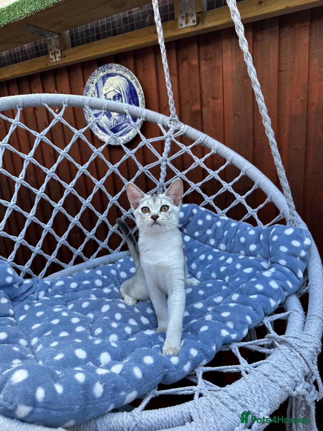 Abyssinian cats for sale: Pedigree Silver Abyssinian kittens left 1 female - Image 5