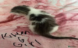 Maine Coon cats for sale: MI have 6 BEAUTIFUL kittens for sale🩷 - Image 13