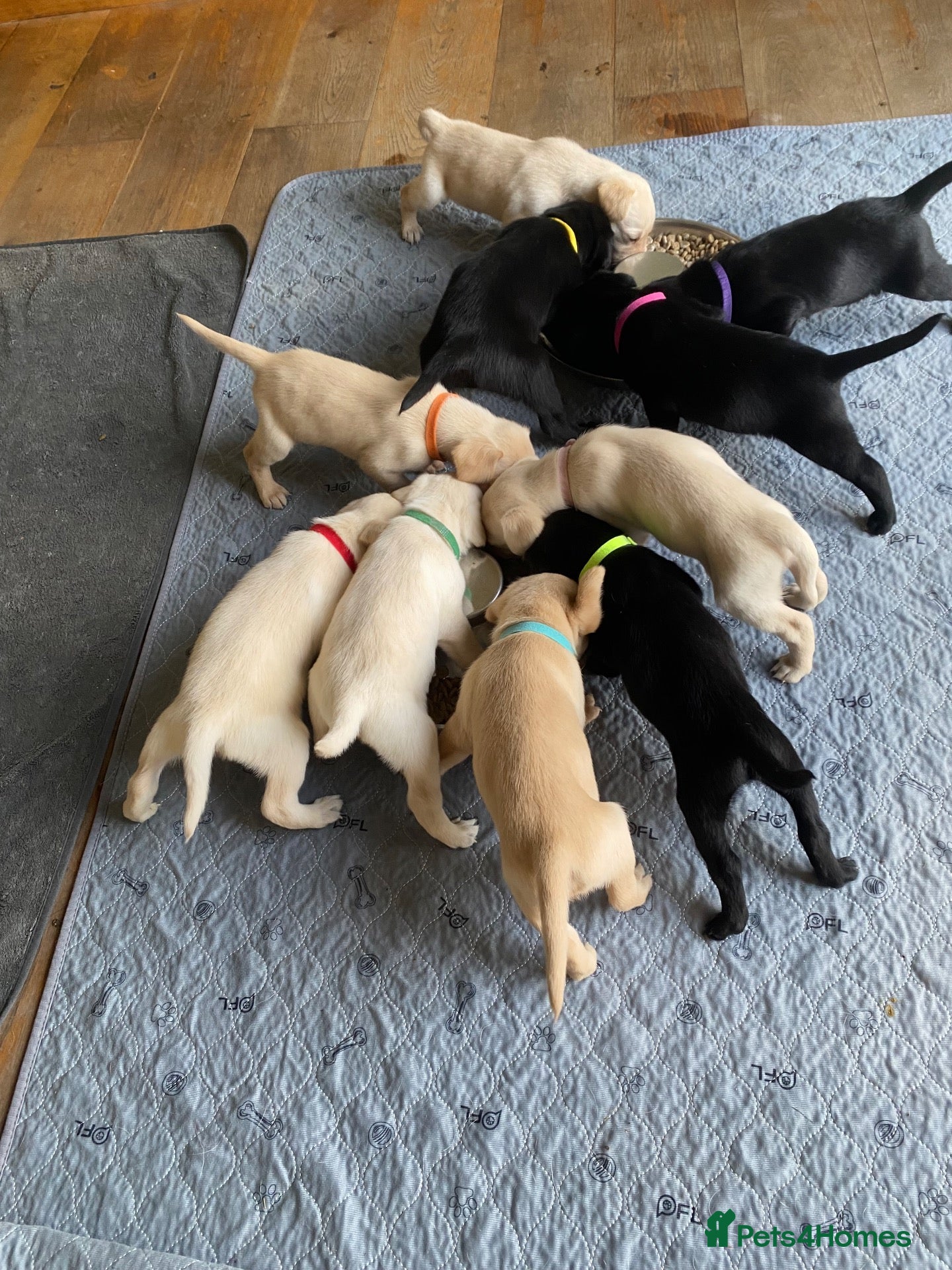 Labrador Retriever dogs STUNNING LABRADOR PUPPIES  - Advert 2
