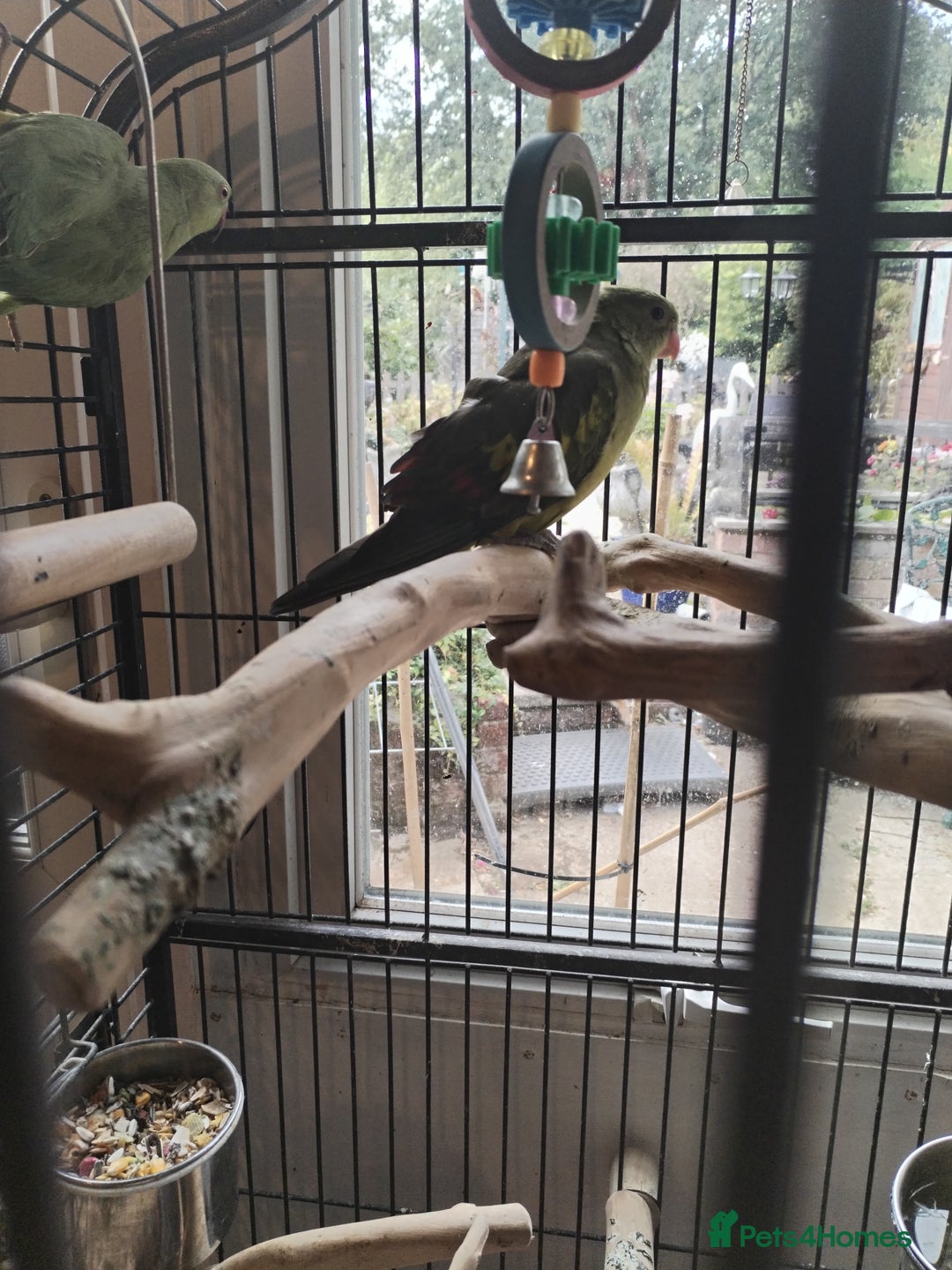 Parakeets birds for sale: Two beautiful birds with cage - Image 3