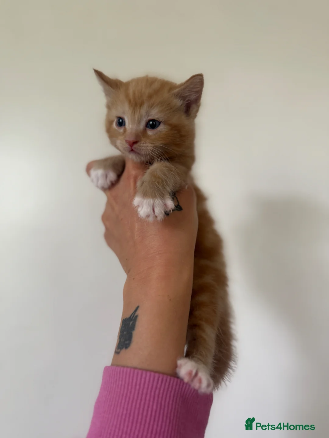 Mixed Breed cats for sale: Three girls two boys - Advert 6