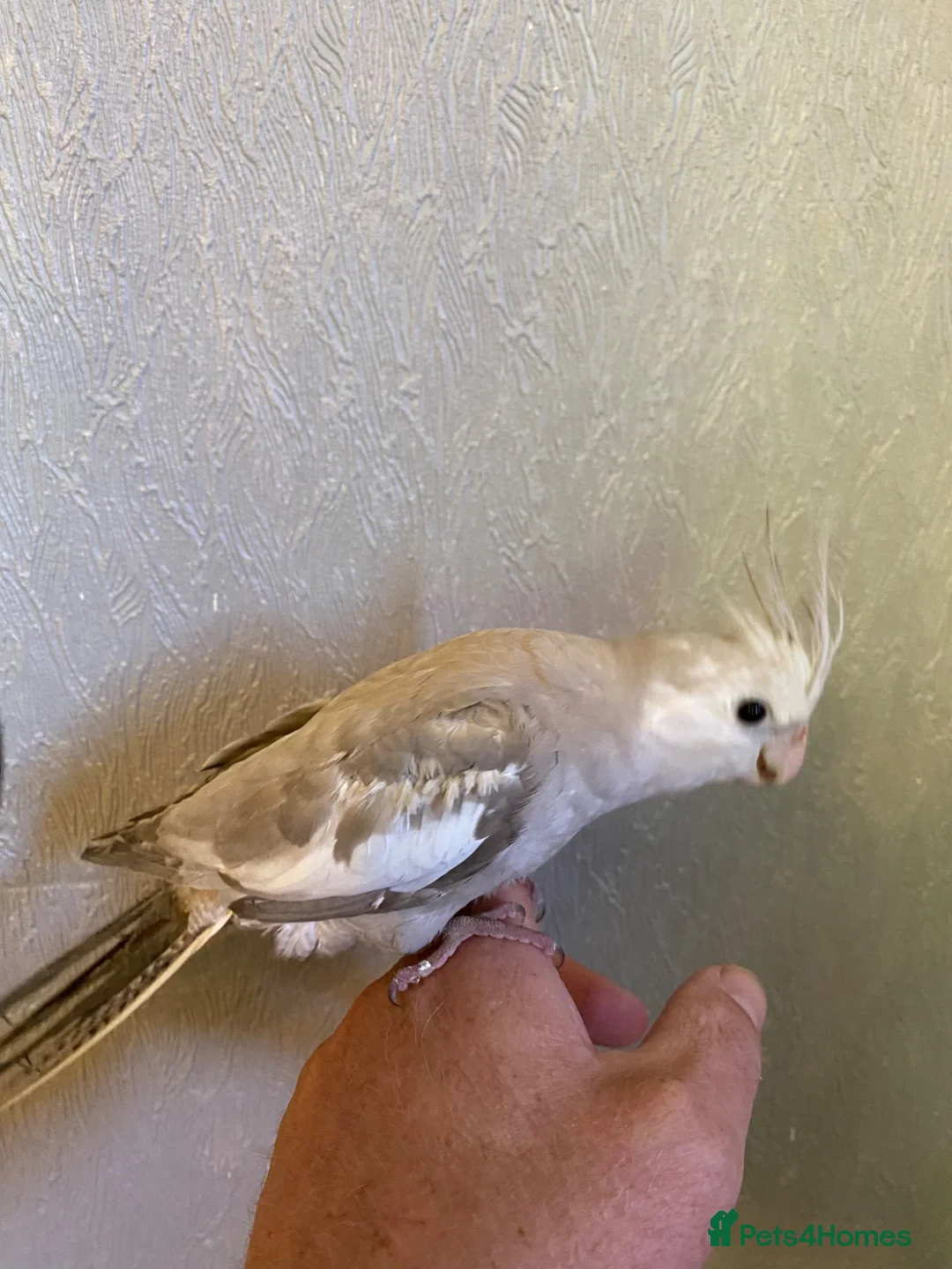 Cockatiels birds for sale: Cockatiel - Advert 2