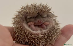 Pygmy Hedgehog rodents for sale: Ethically Bred African Pygmy Hedgehog 2 girls  - Advert 16